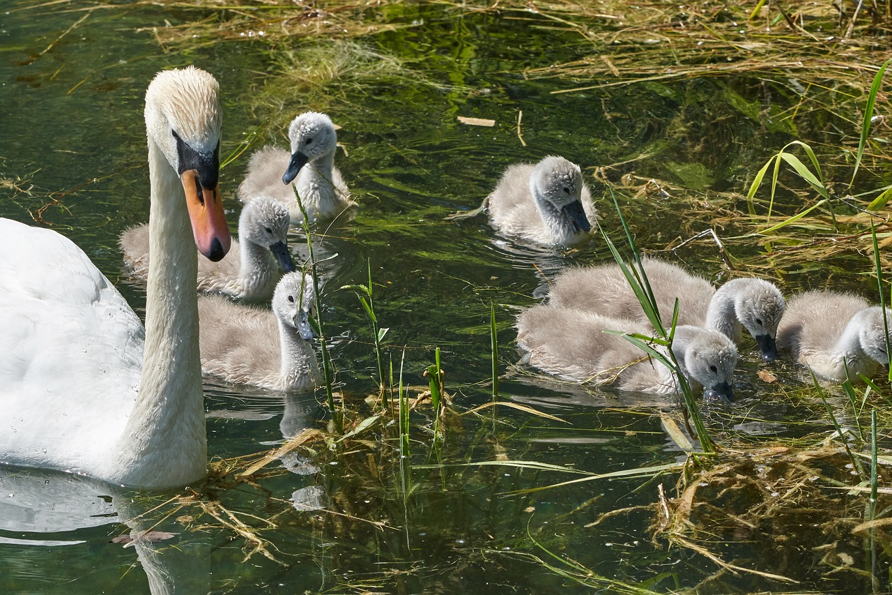 swan  family  watch free photo