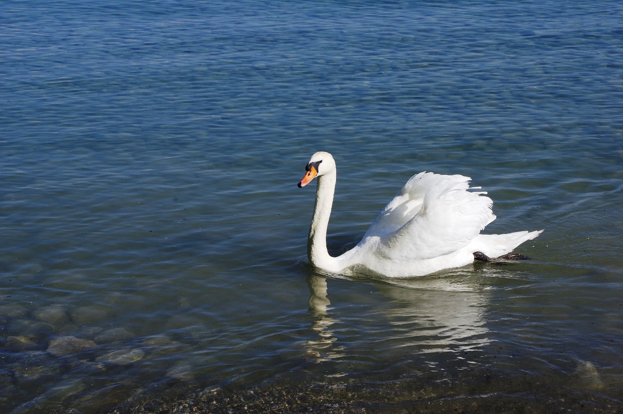 swan  lake  water free photo