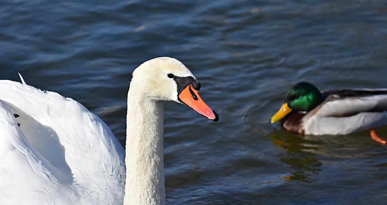 swan  waterfowl  poultry free photo