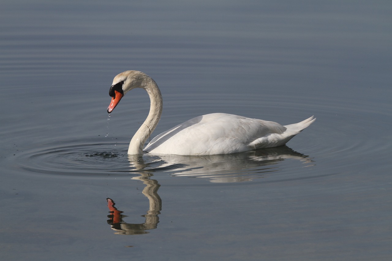 swan  pond  reflection free photo