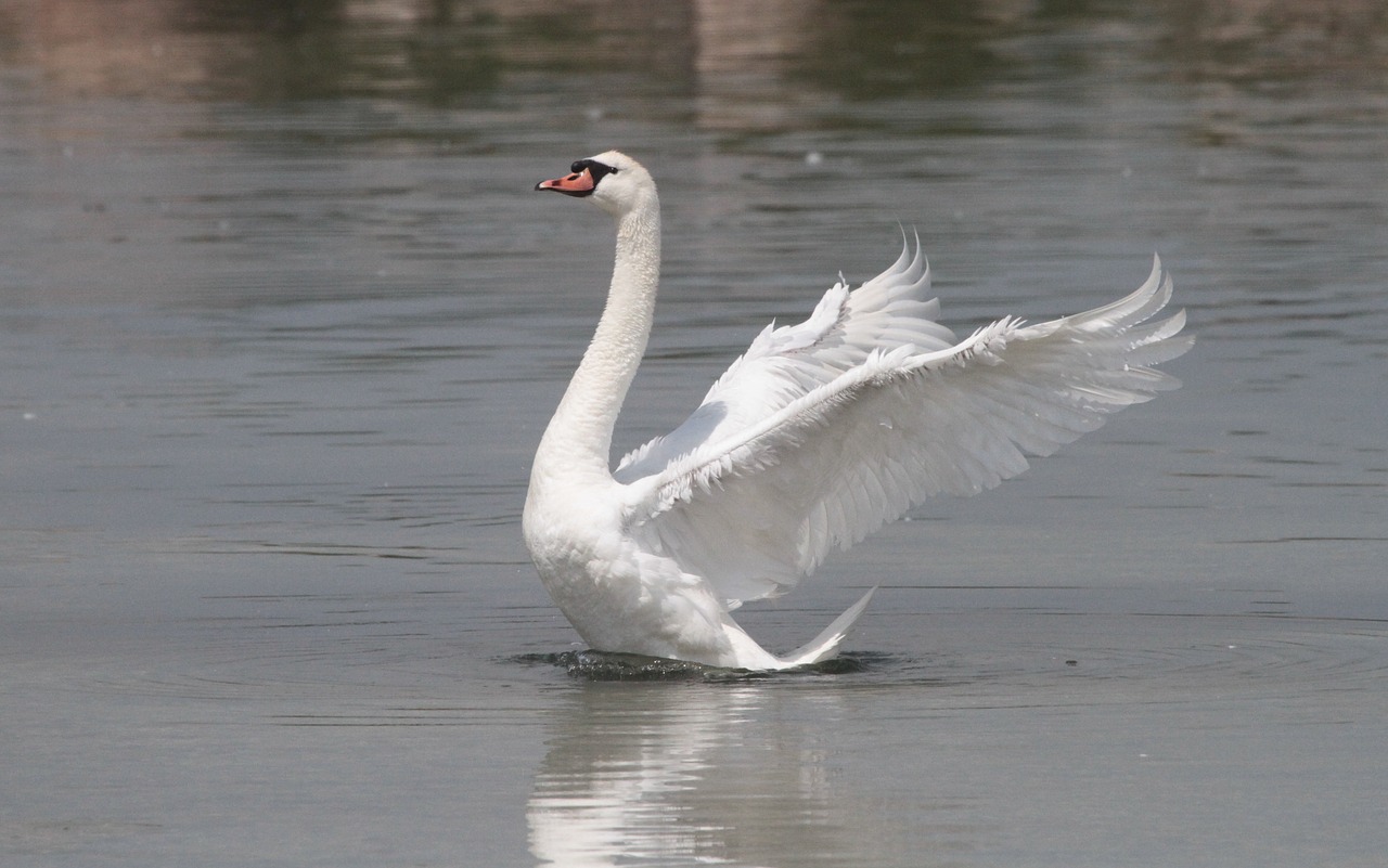 swan  pond  nature free photo