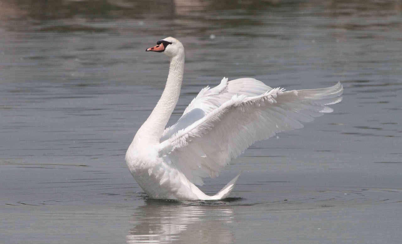 swan  wings  water free photo