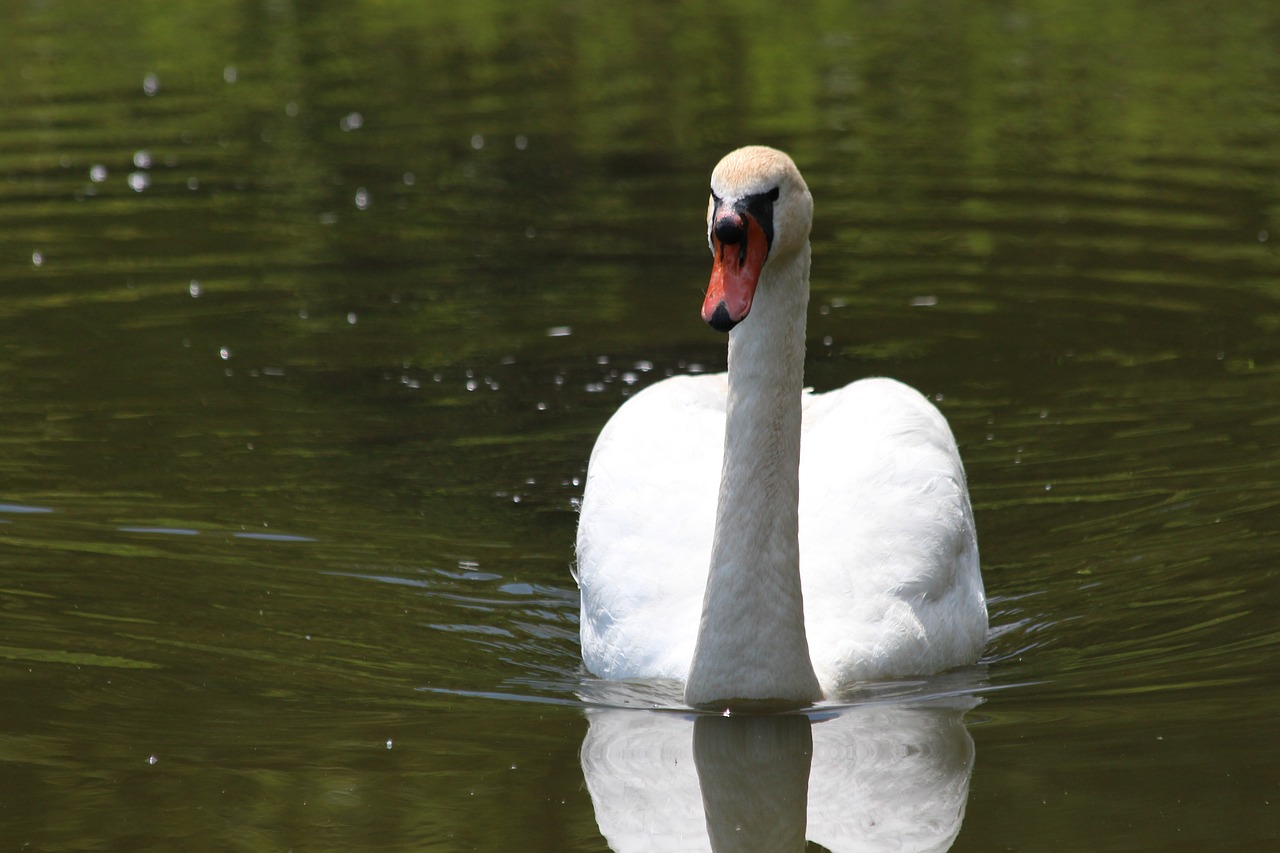 swan  a swan-shipun  cygnus high color free photo