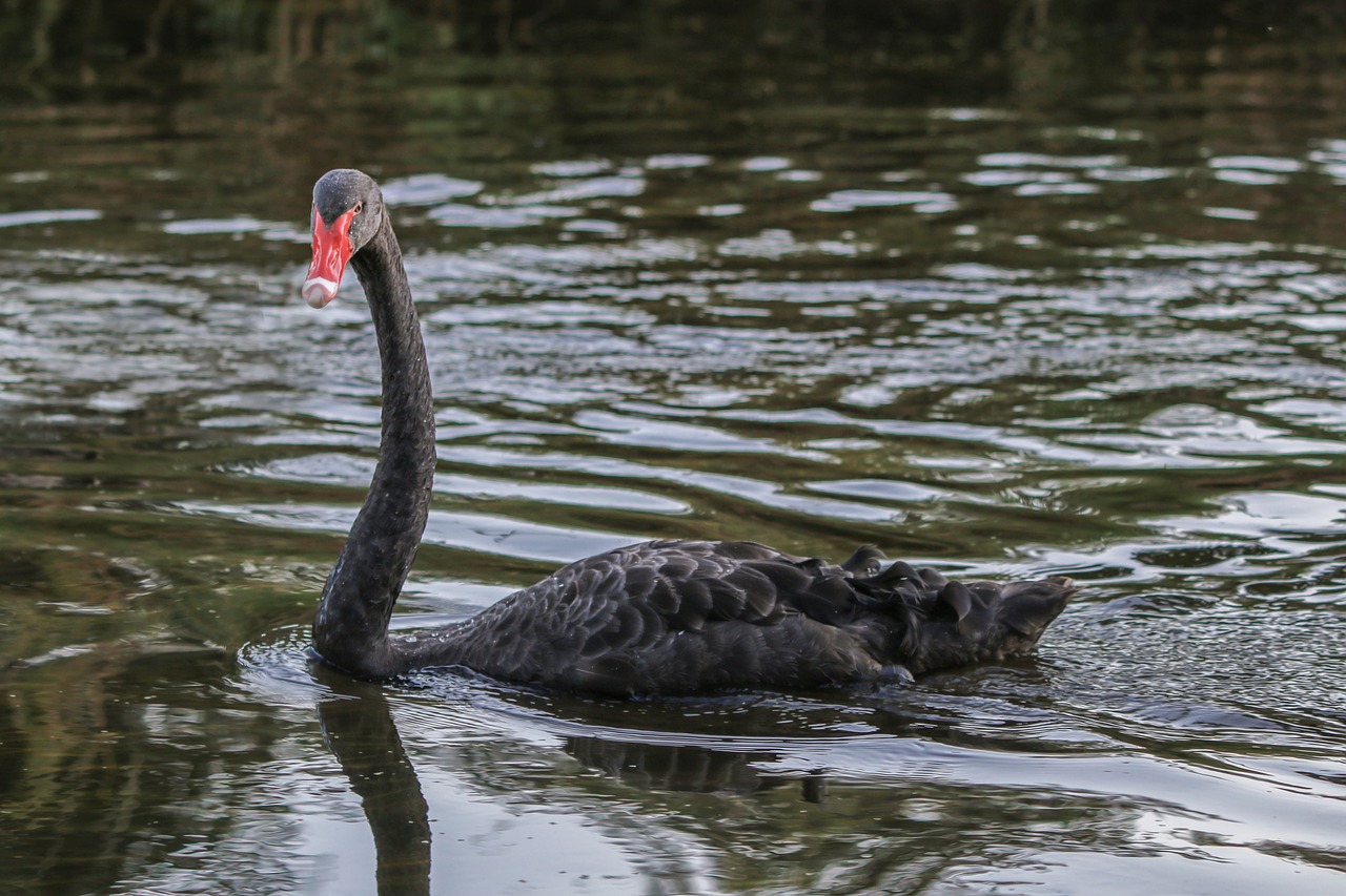 swan  black  water bird free photo