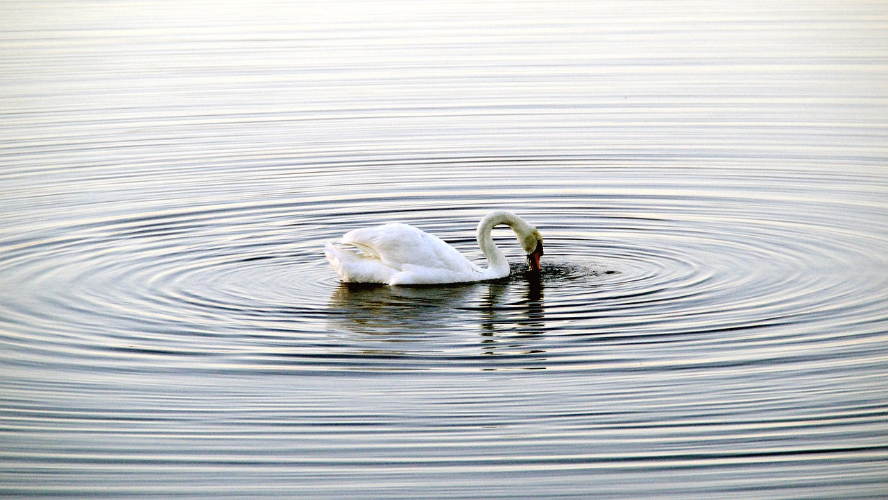 swan  water  circle free photo