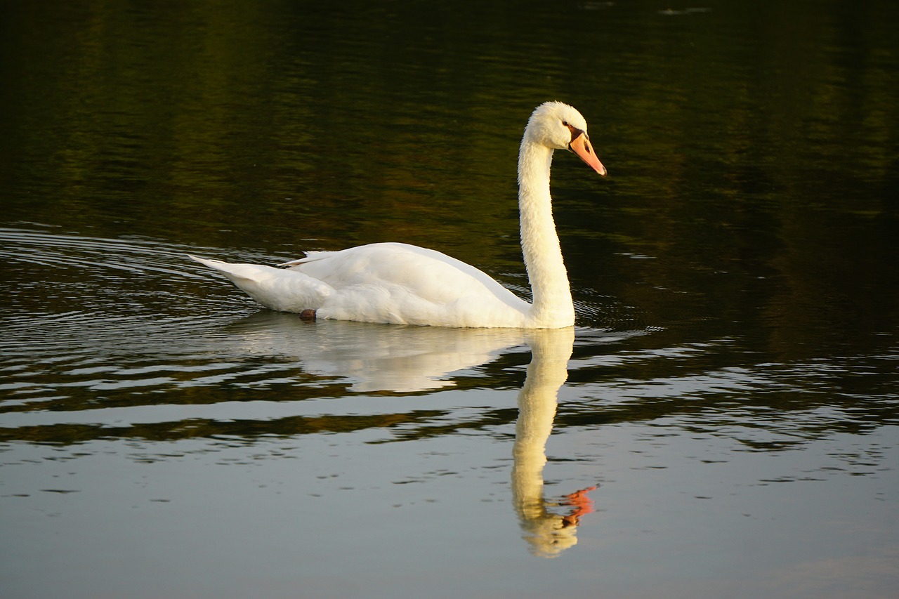 swan  water  bird free photo