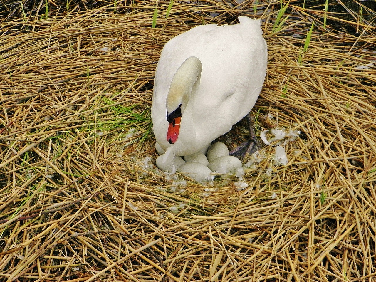 swan sweltering swan nest free photo