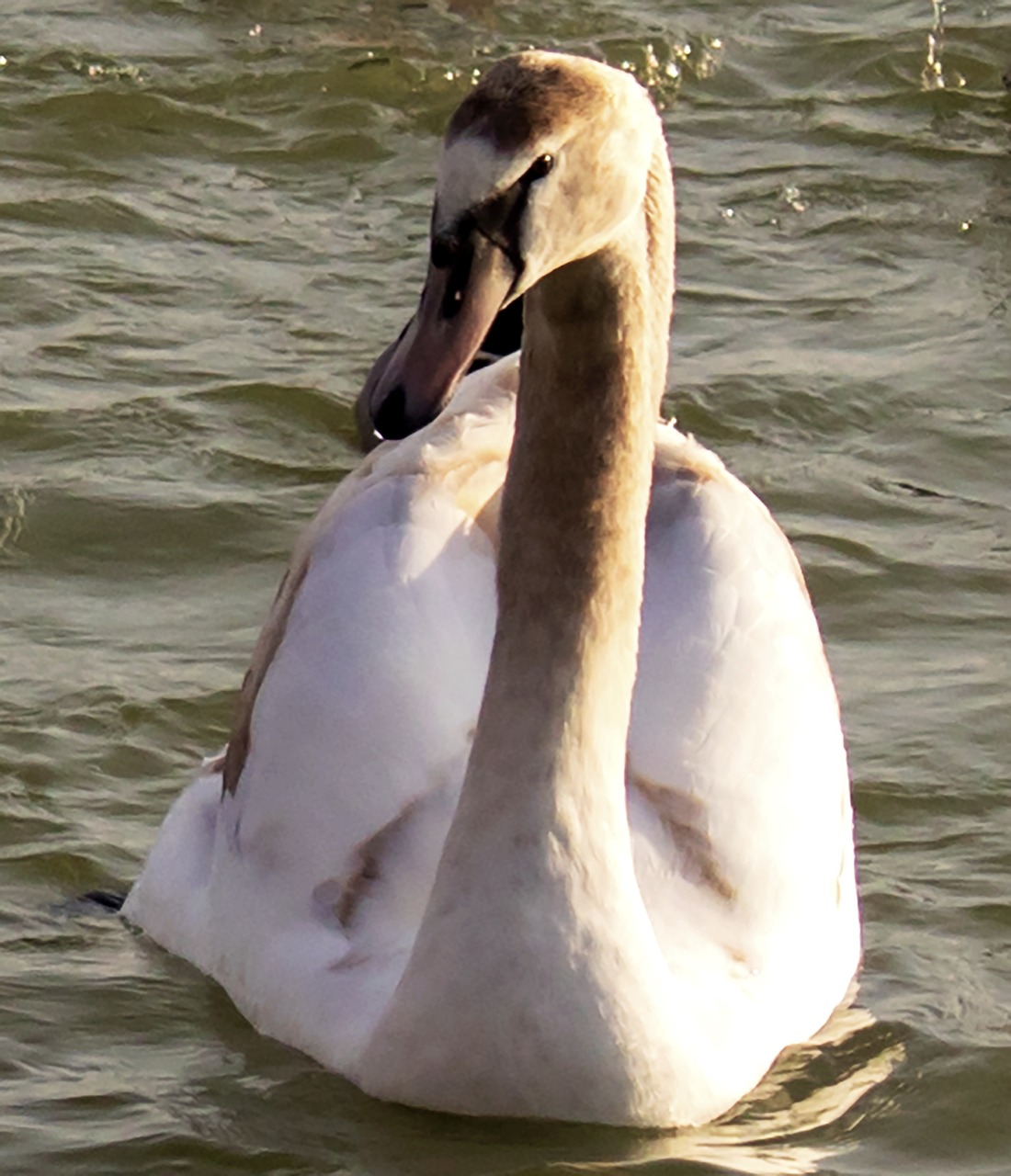 swan  bird  water bird free photo