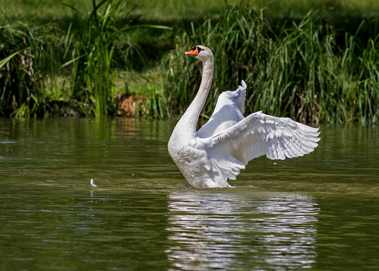 swan water bird animal free photo
