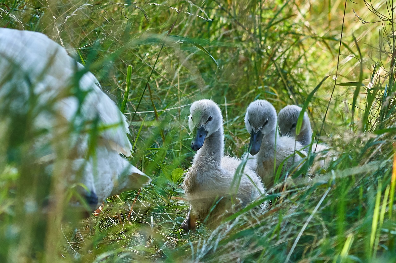 swan  family  young animal free photo