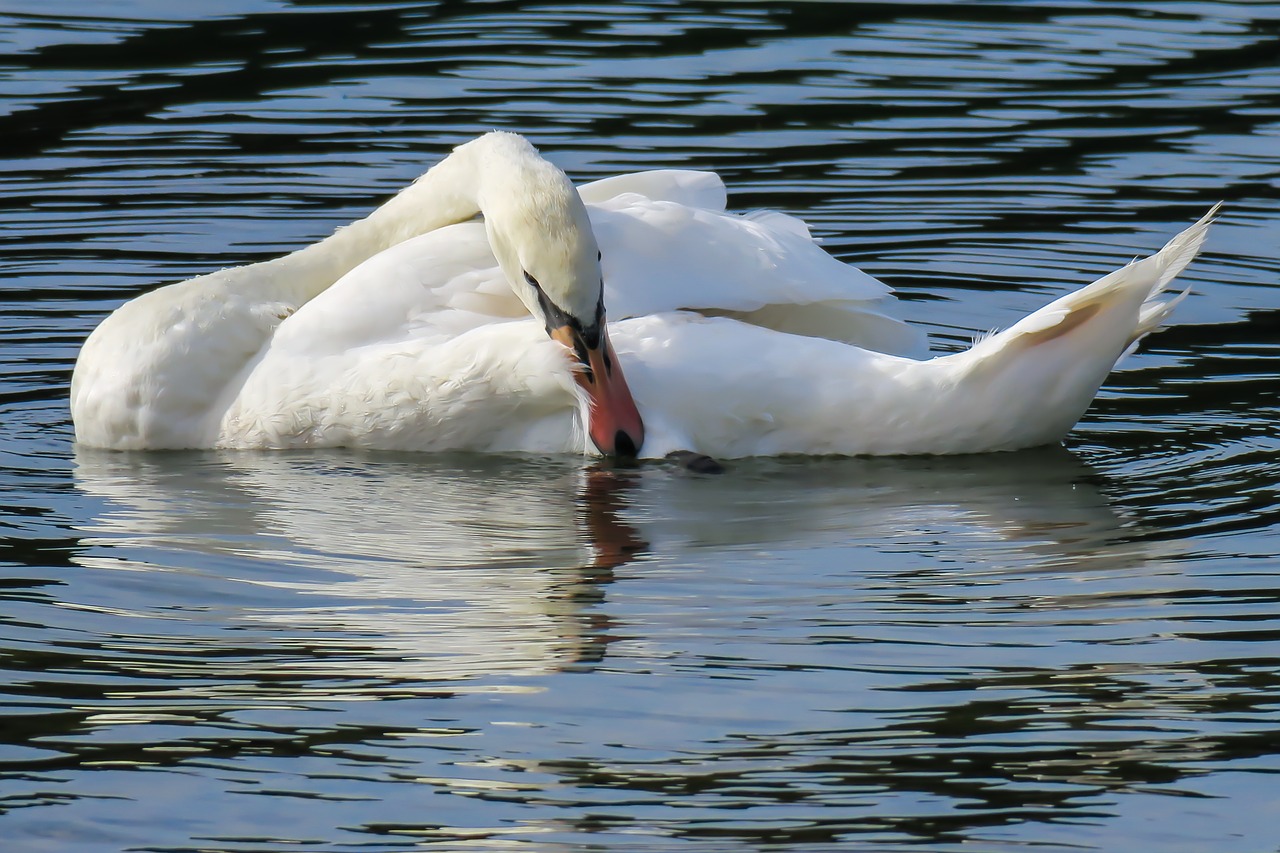 swan  clean  swim free photo