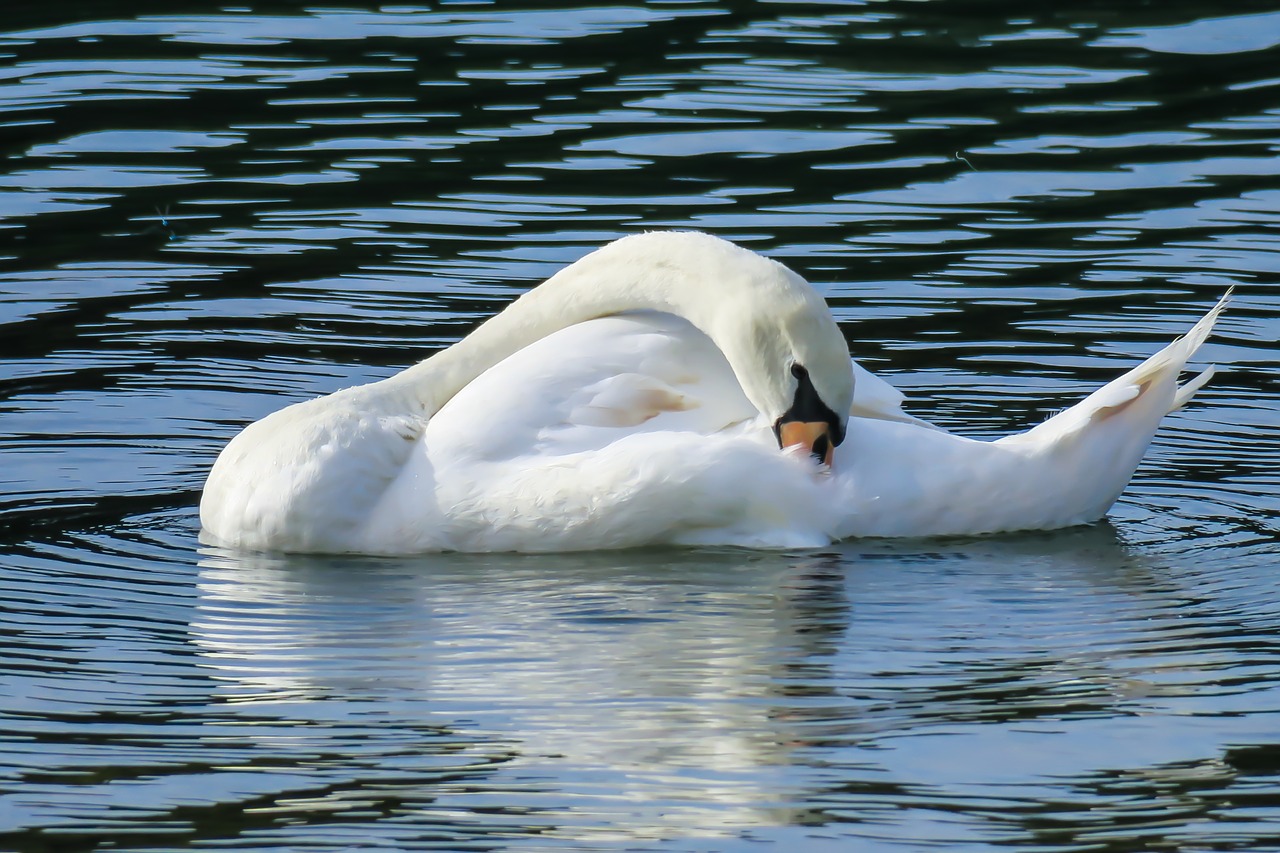 swan  clean  swim free photo