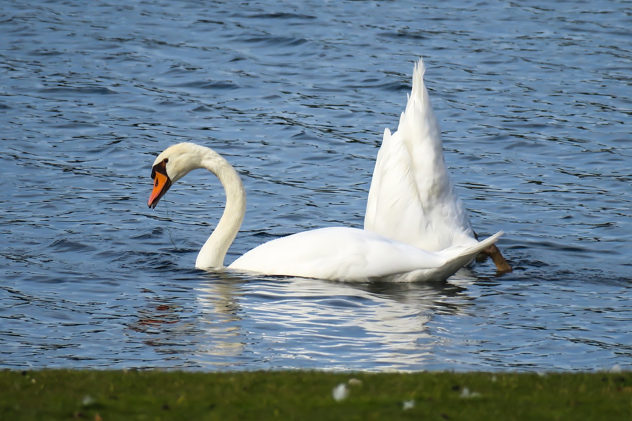 swan  beams  swim free photo