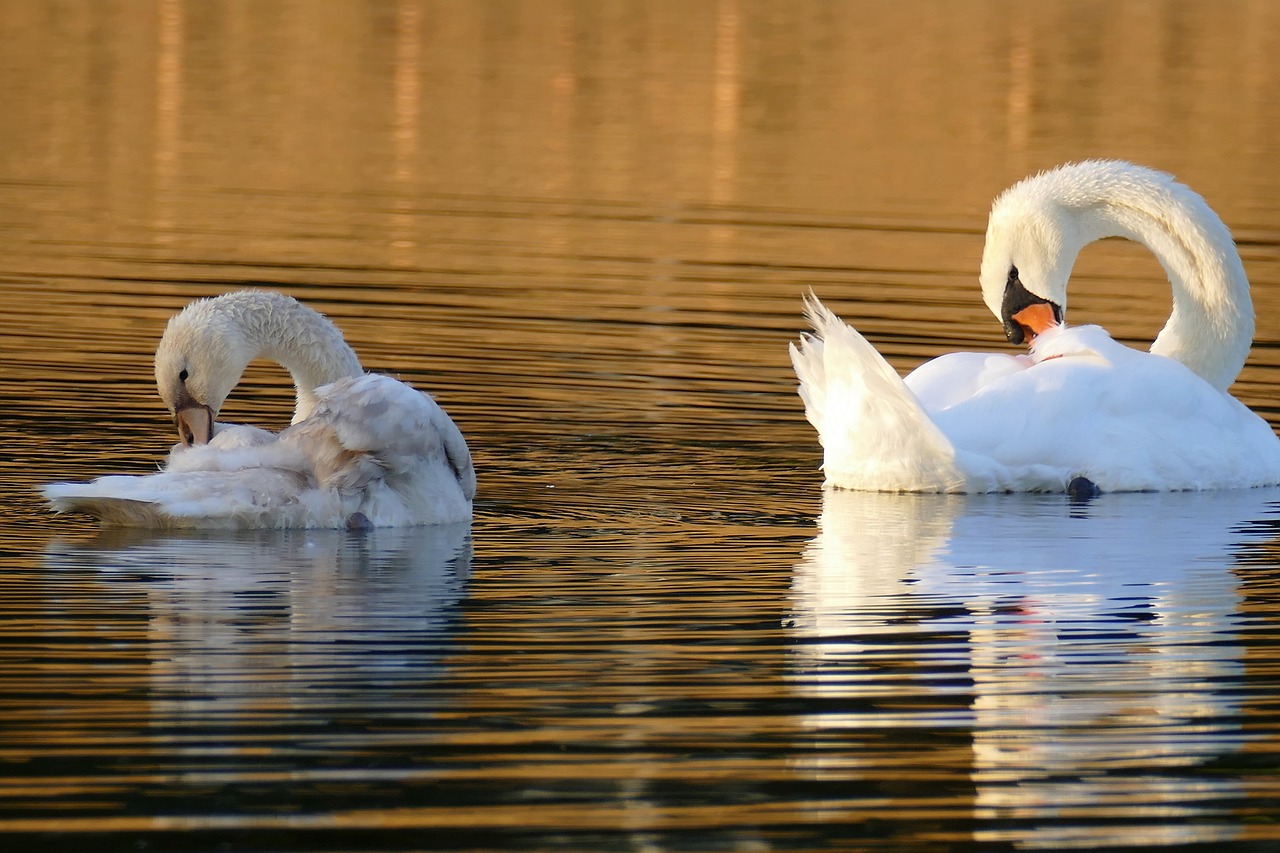 swan  young swan  mute swans free photo