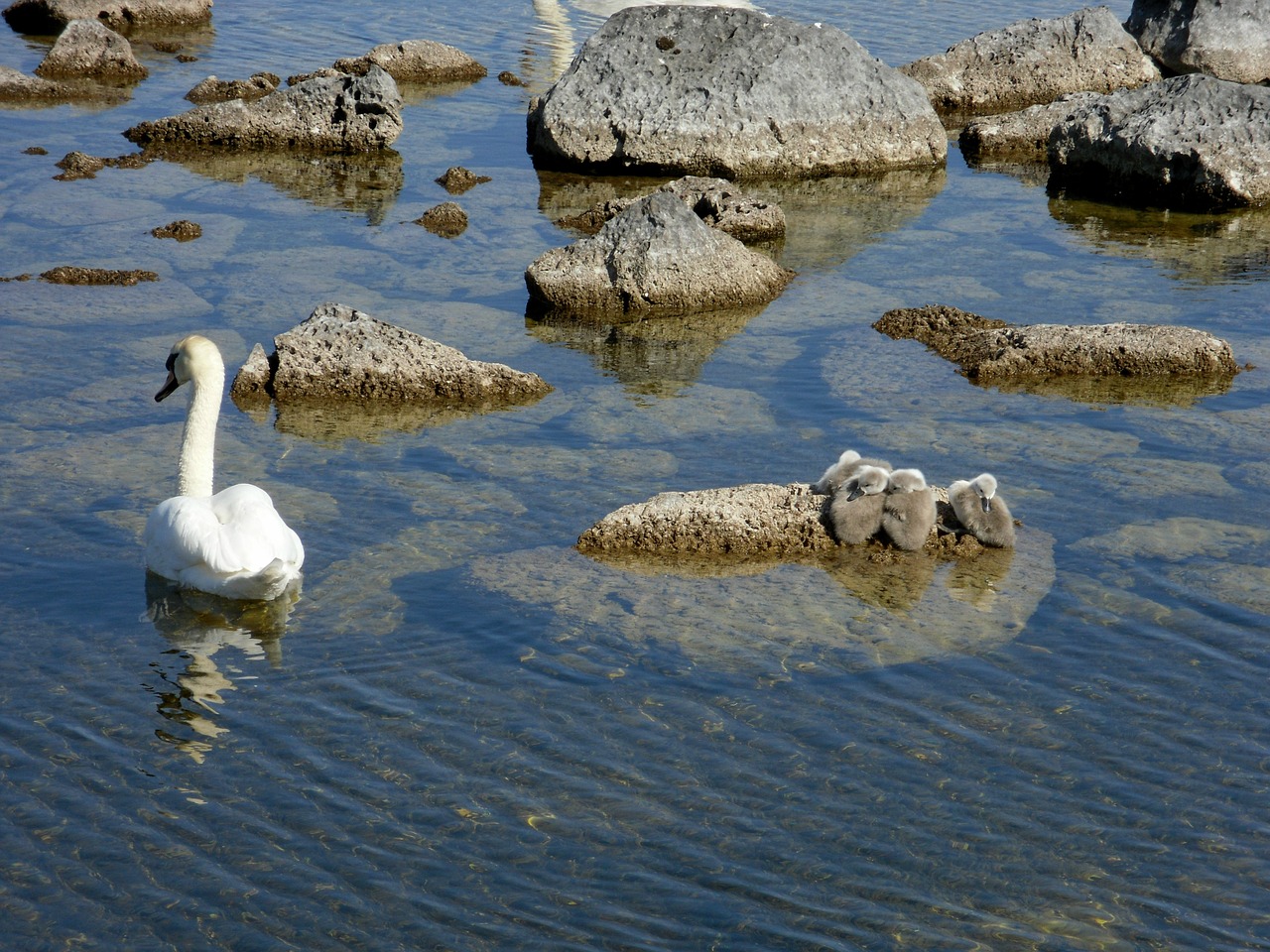 swan signet water free photo