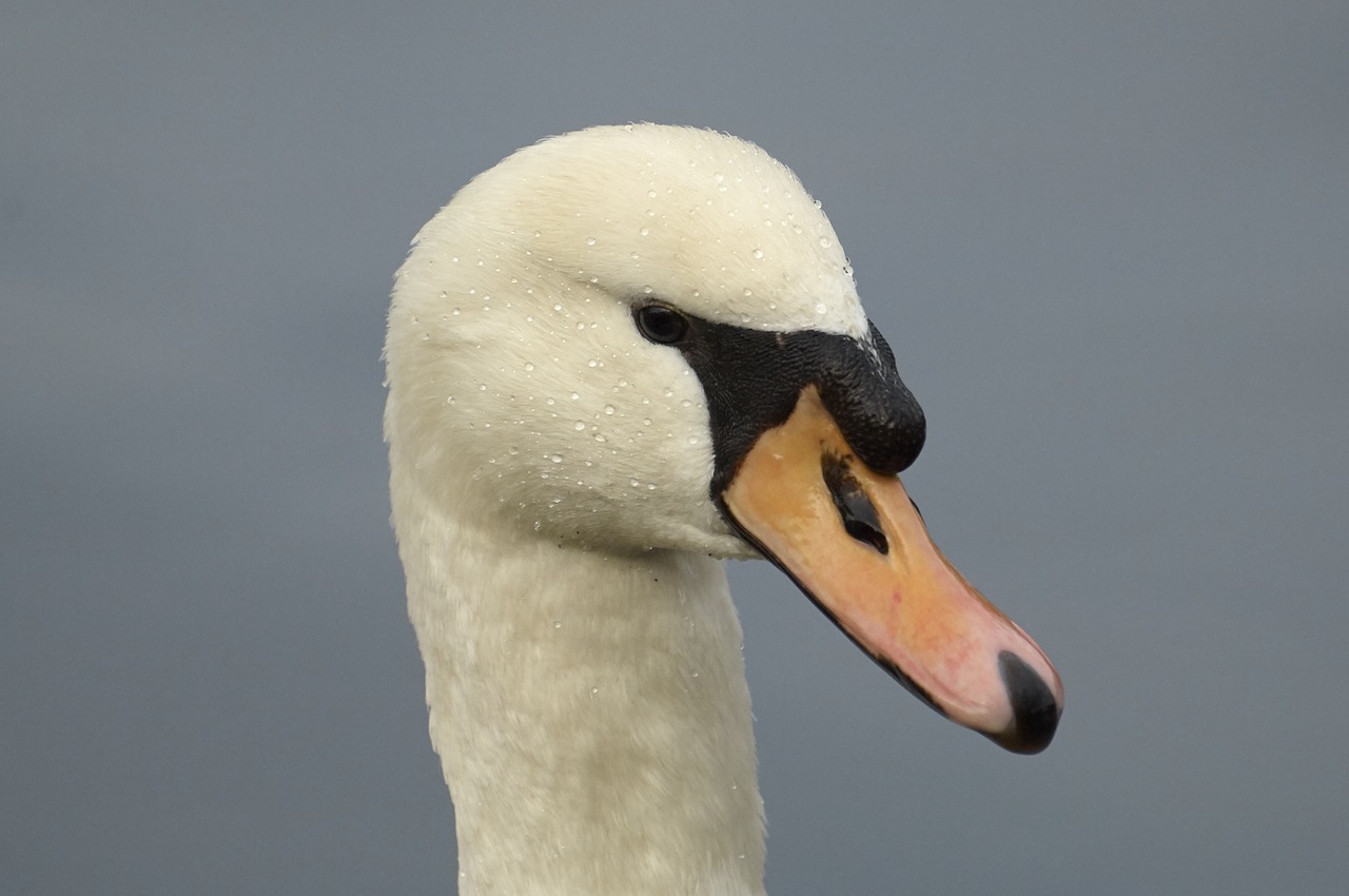 swan  animal portrait  bird free photo