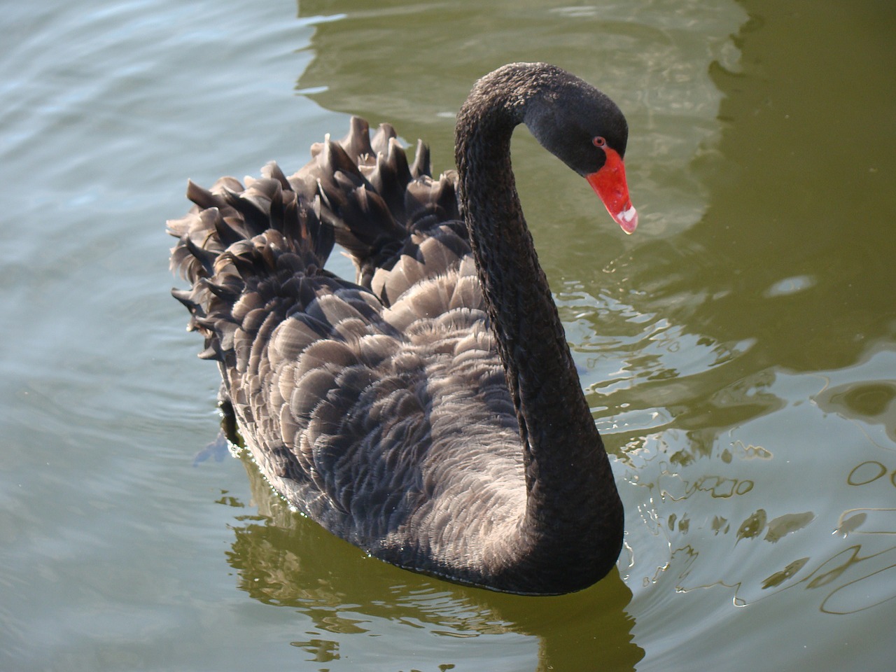 swan  bird  swim free photo