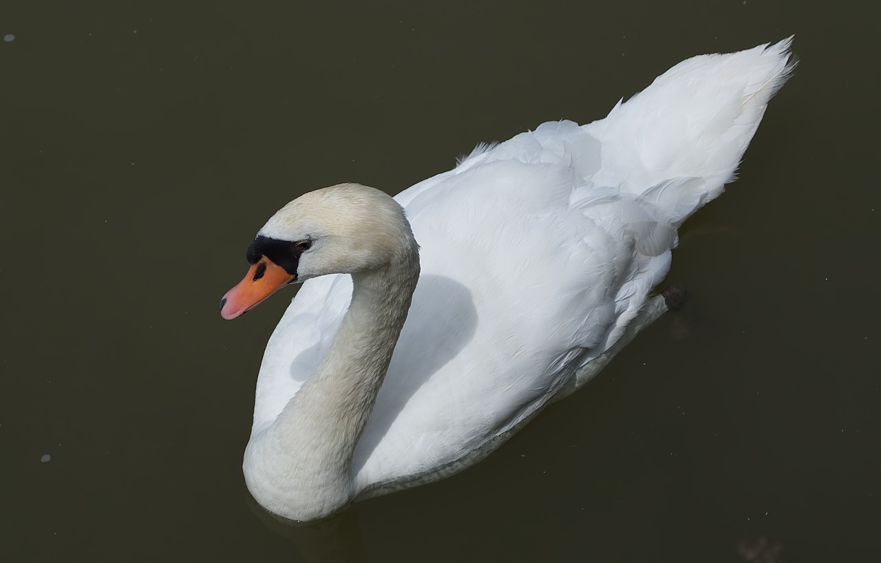 swan  water  animal free photo