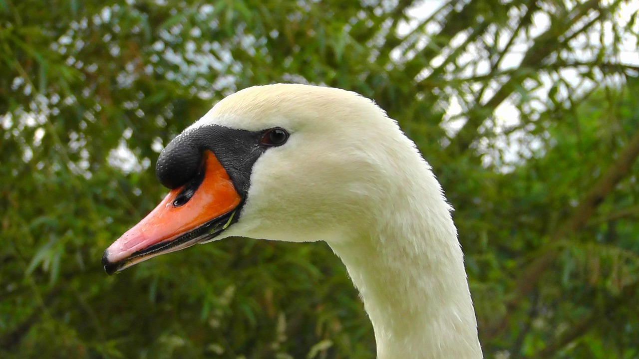 swan portrait gooseneck free photo