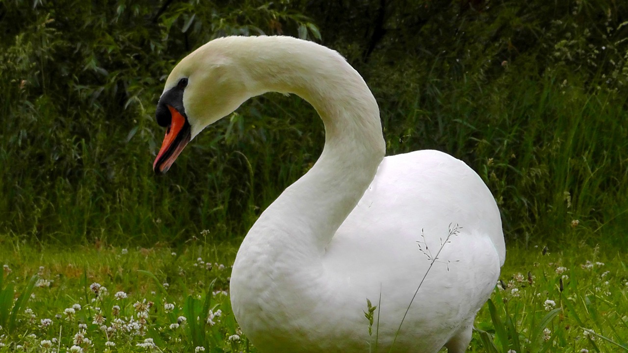 swan posing mute swan free photo