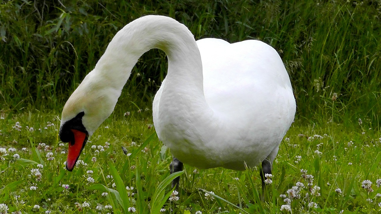 swan eat grass free photo