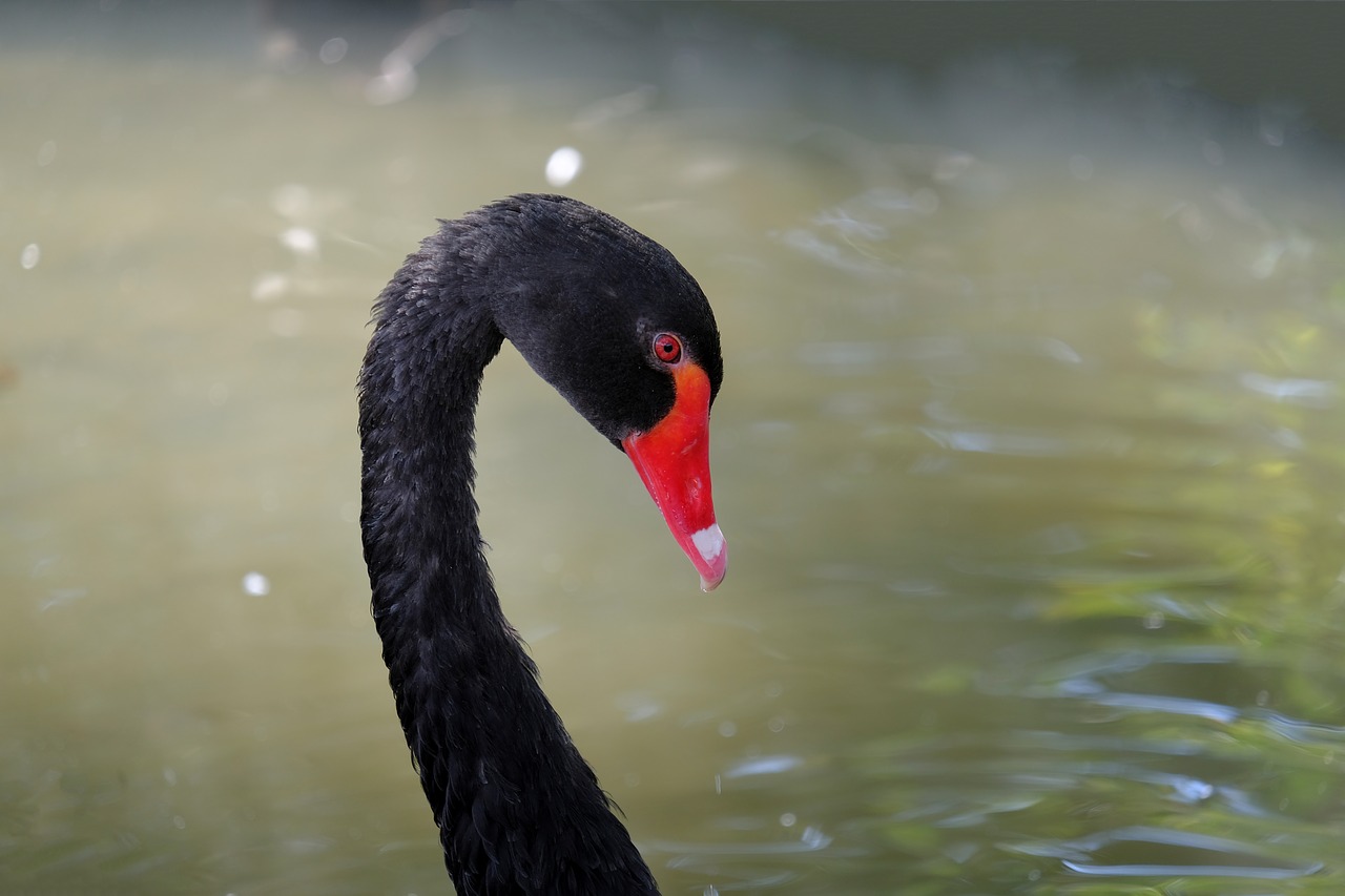 swan  black  black swan free photo