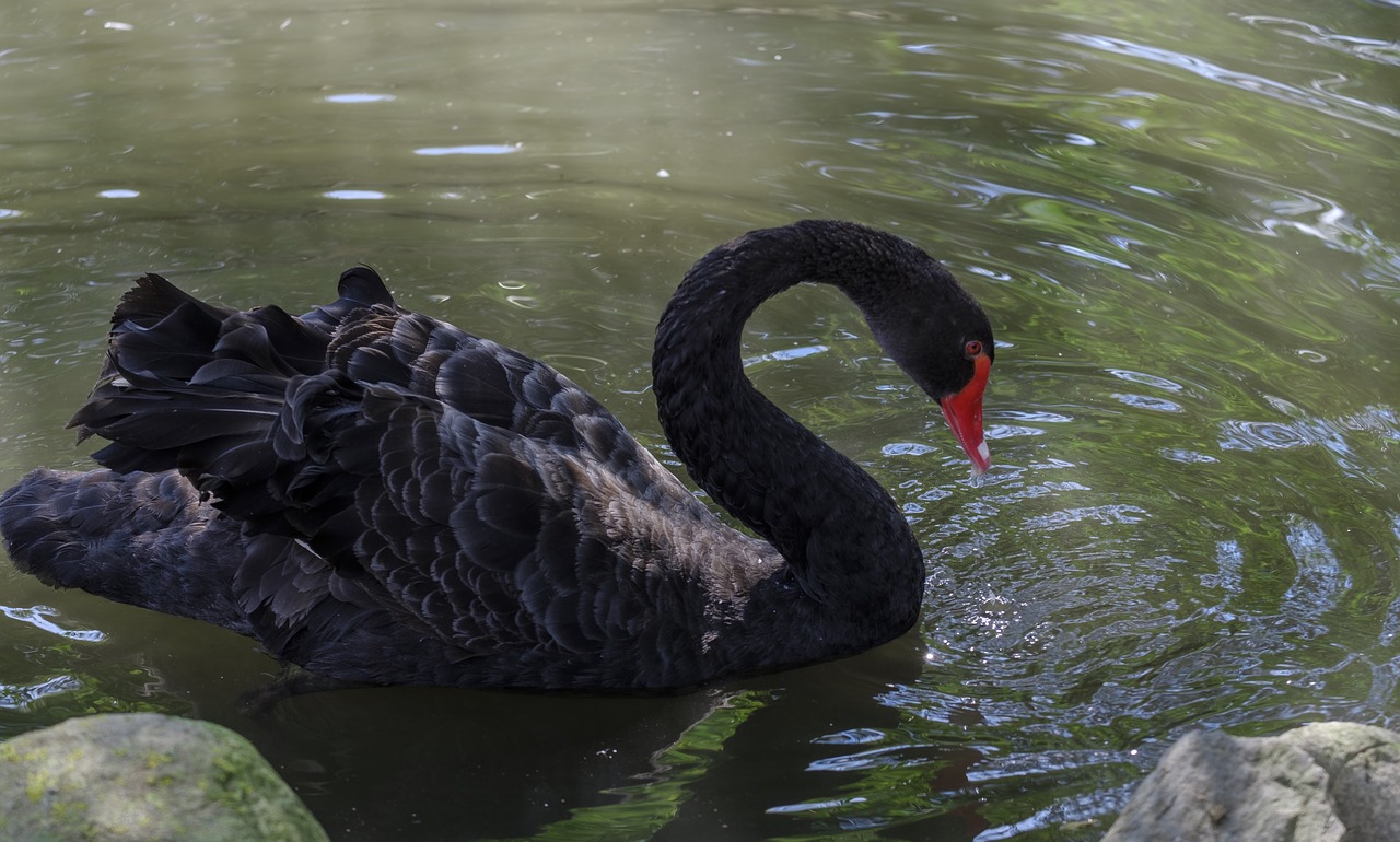 swan  black  black swan free photo