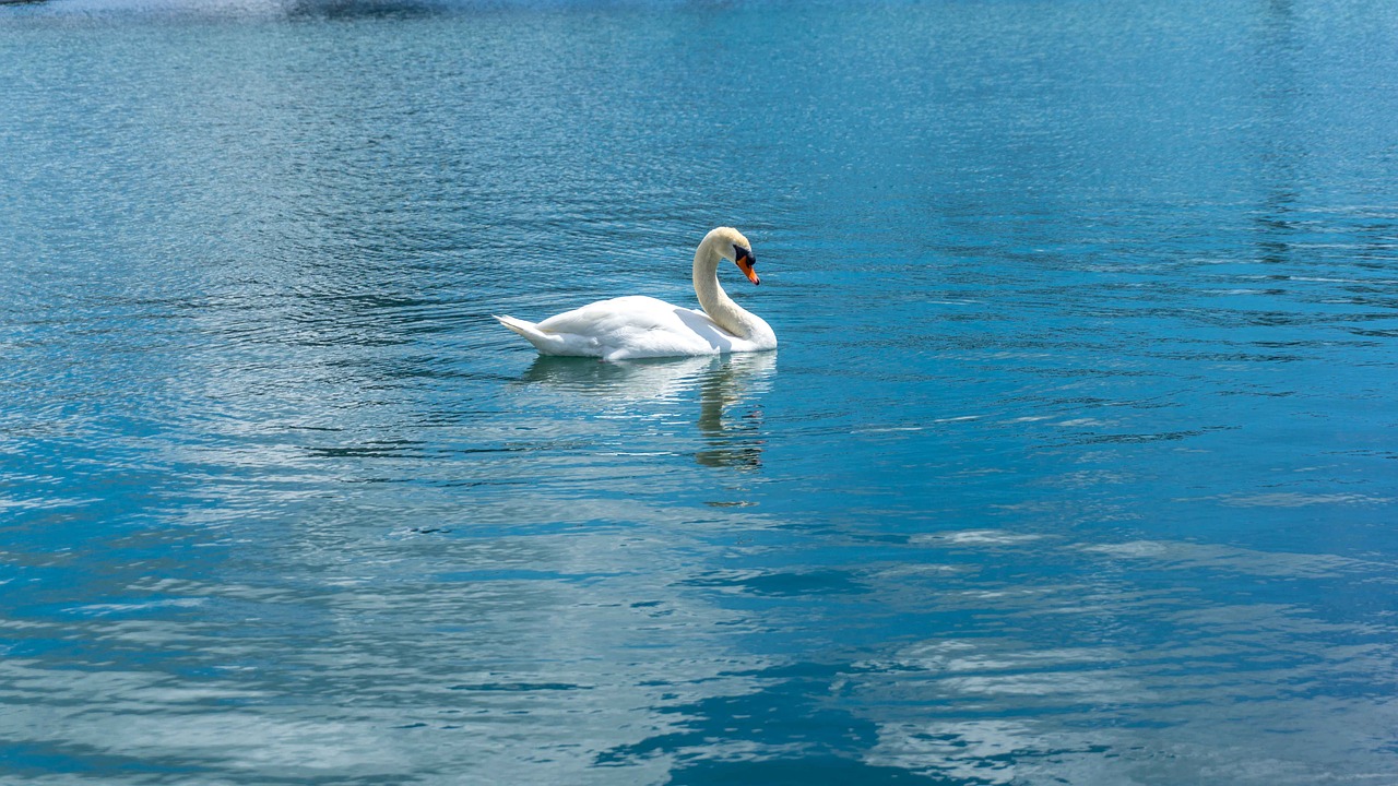 swan  water  blue free photo