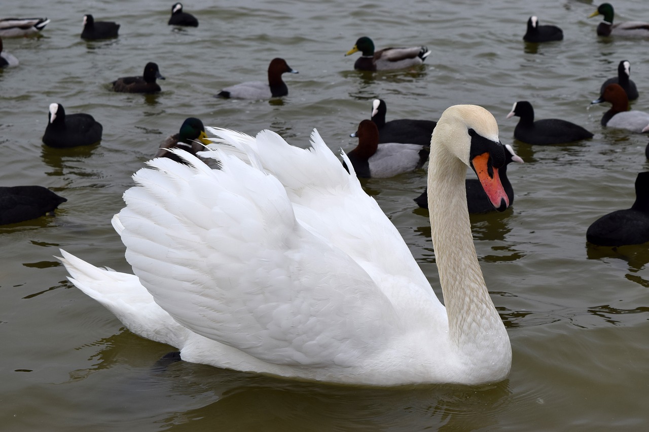 swan  bird  duck free photo