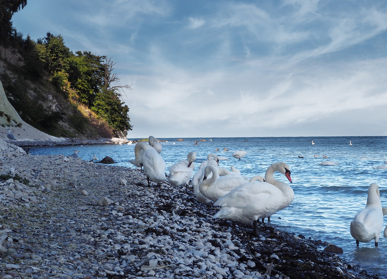 swan  rügen  sea free photo