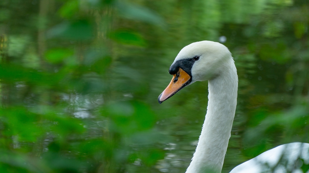 swan  river  water free photo