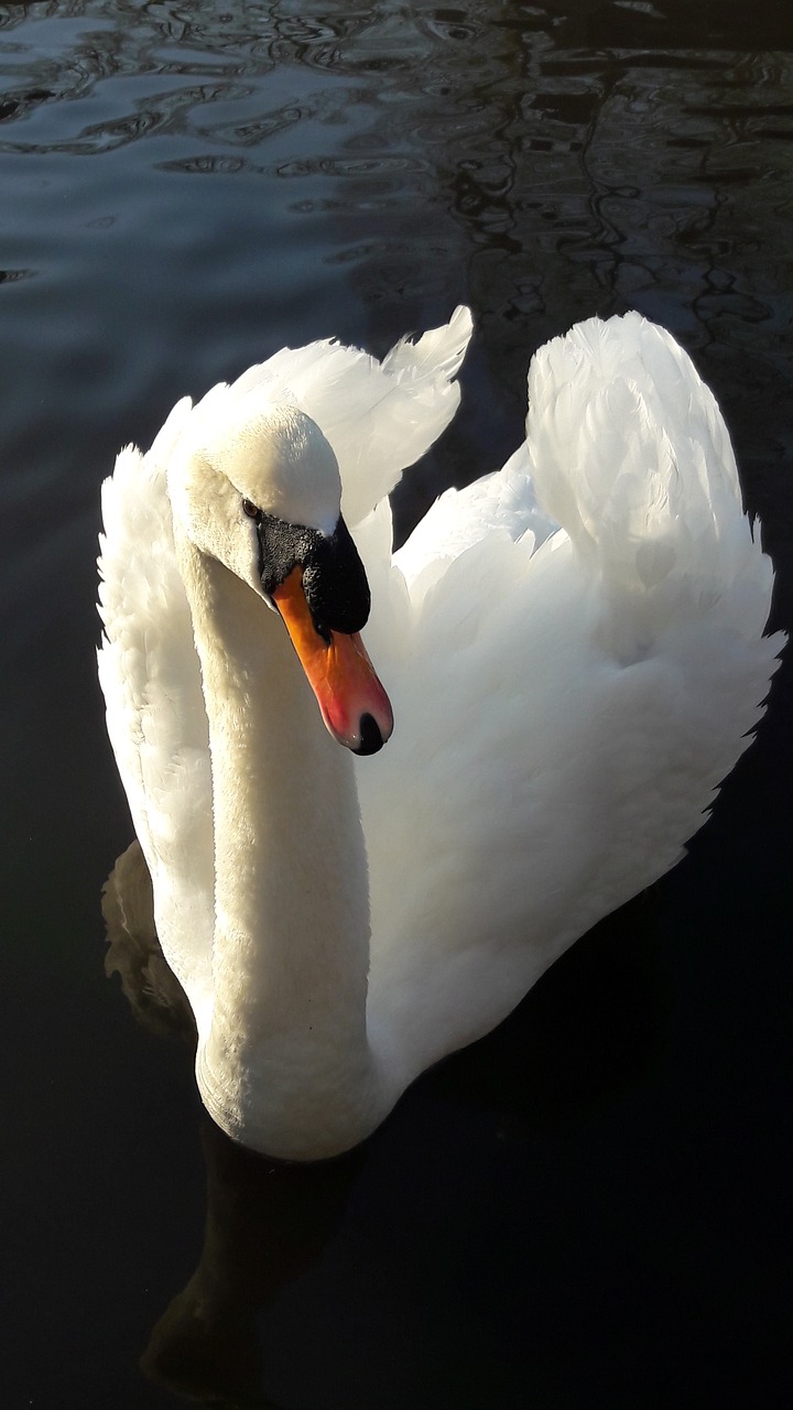 swan  bird  nature free photo