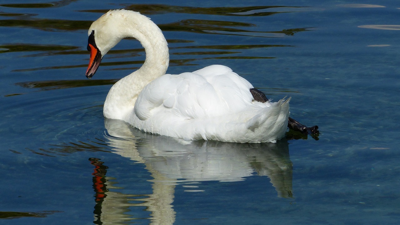 swan  lake  water free photo