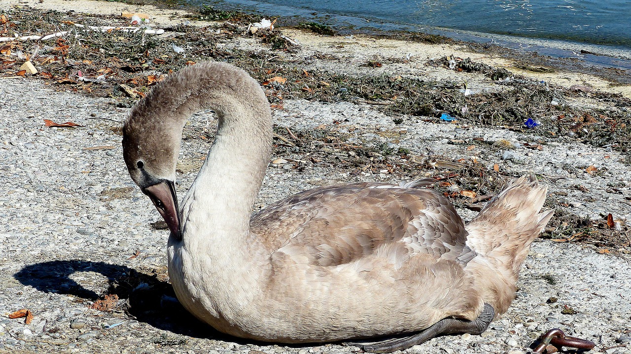 swan  lake  nature free photo