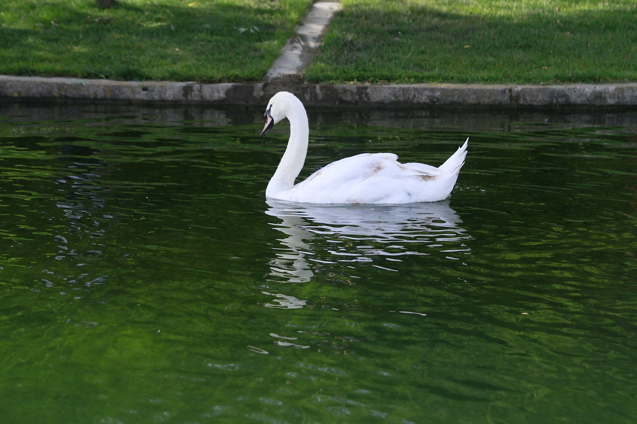 swan  water  lake free photo