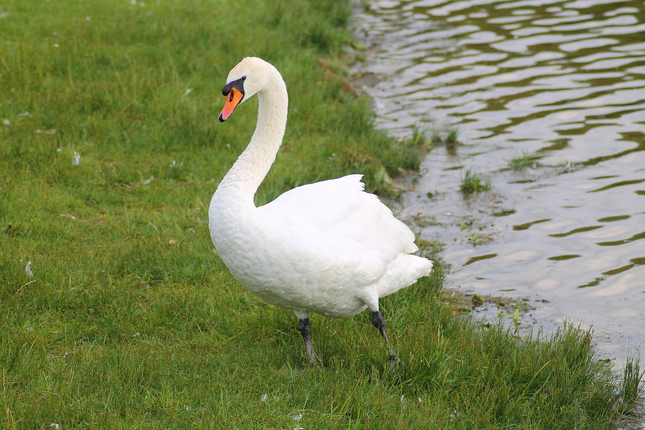 swan mute swan bird free photo