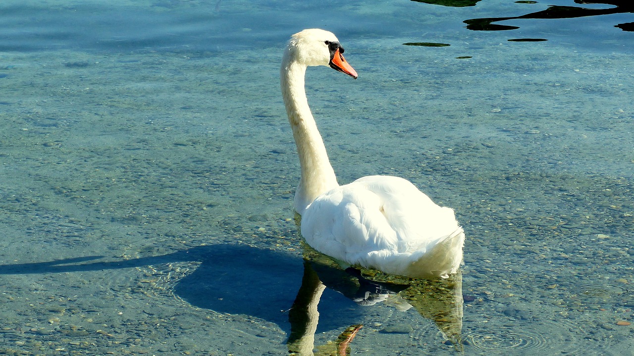 swan  lake  water free photo