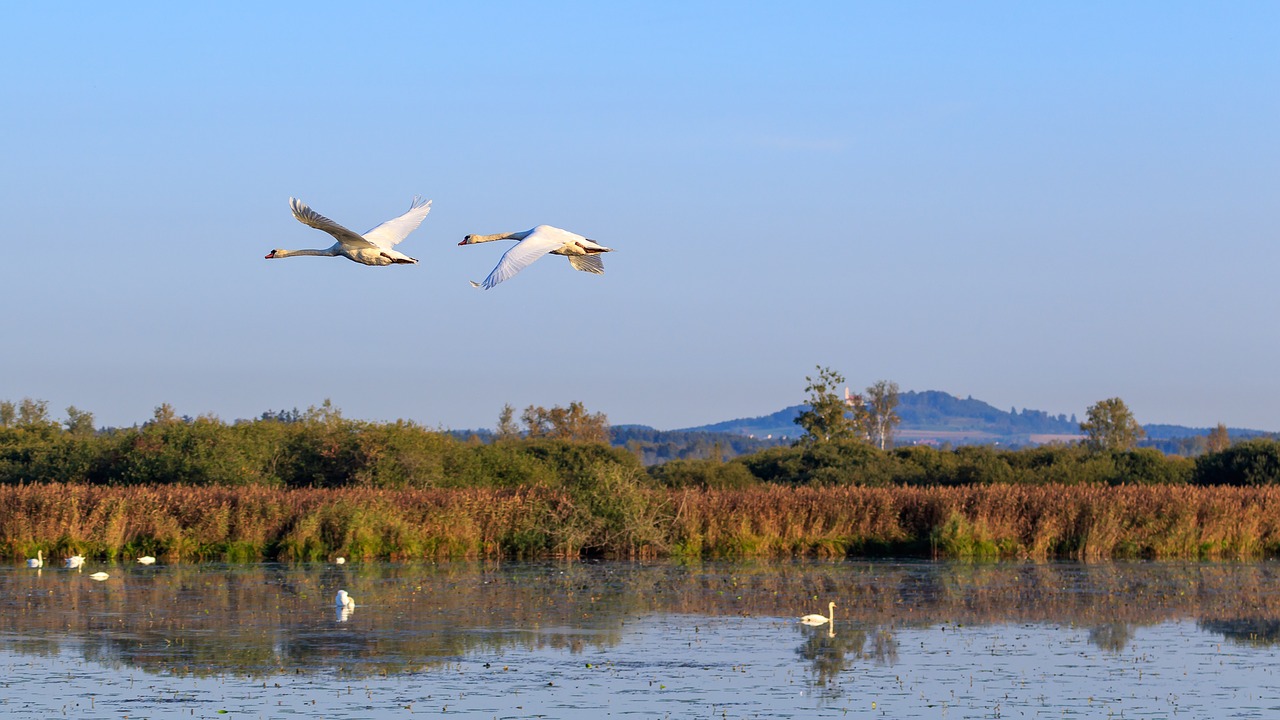 swan  mute swan  flight free photo