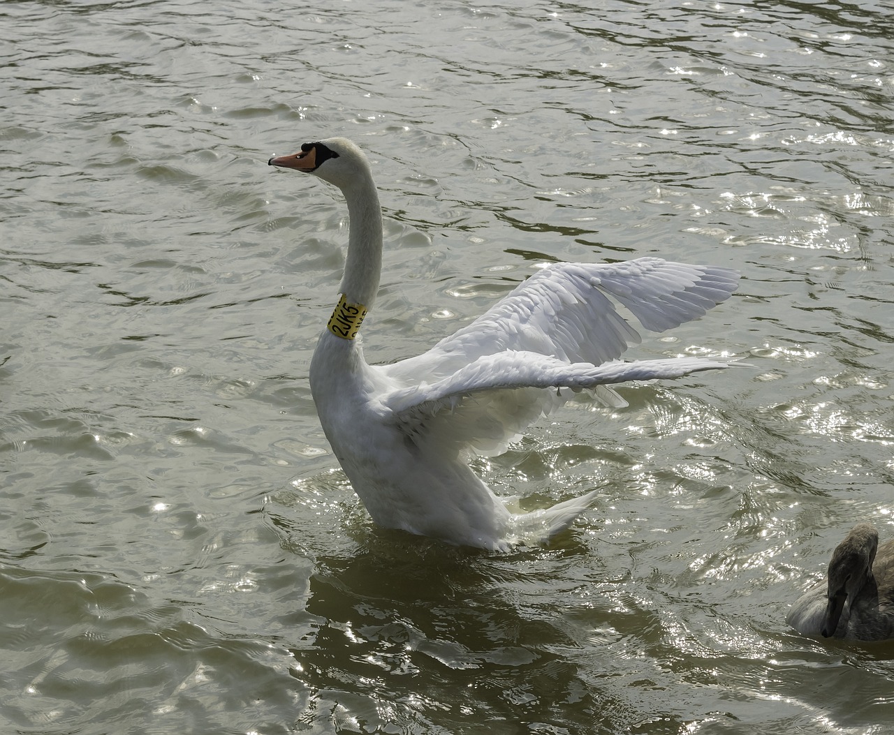 swan  bird  winged free photo