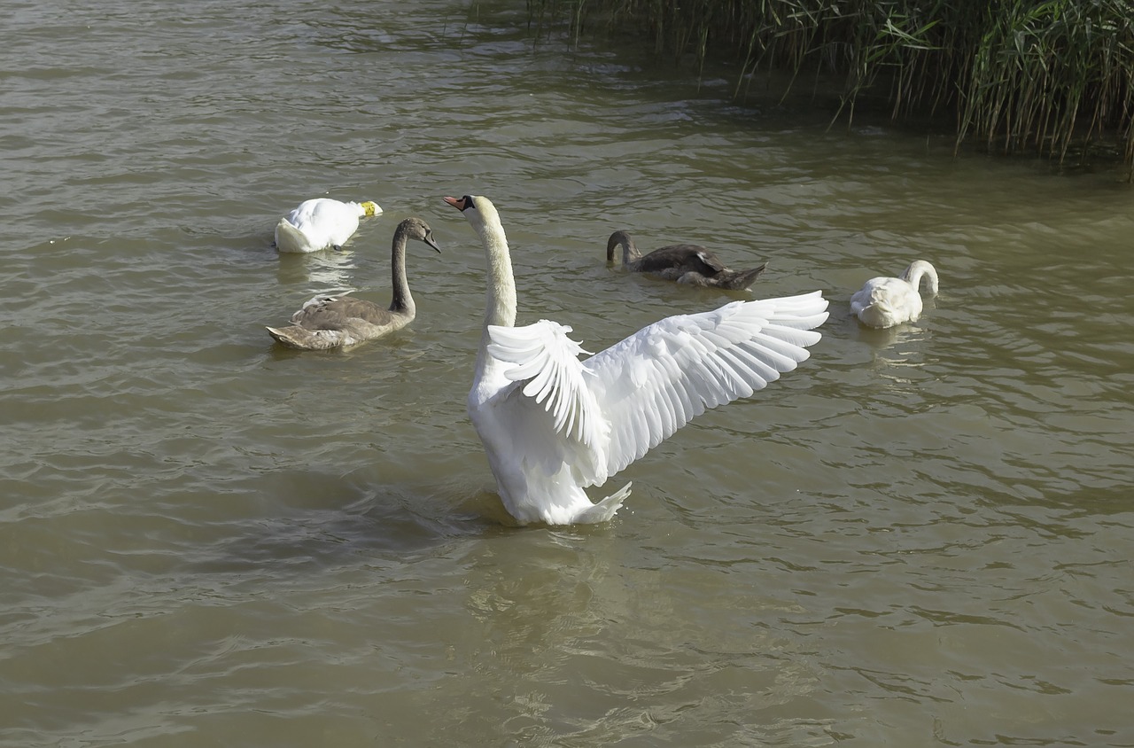 swan  bird  water free photo