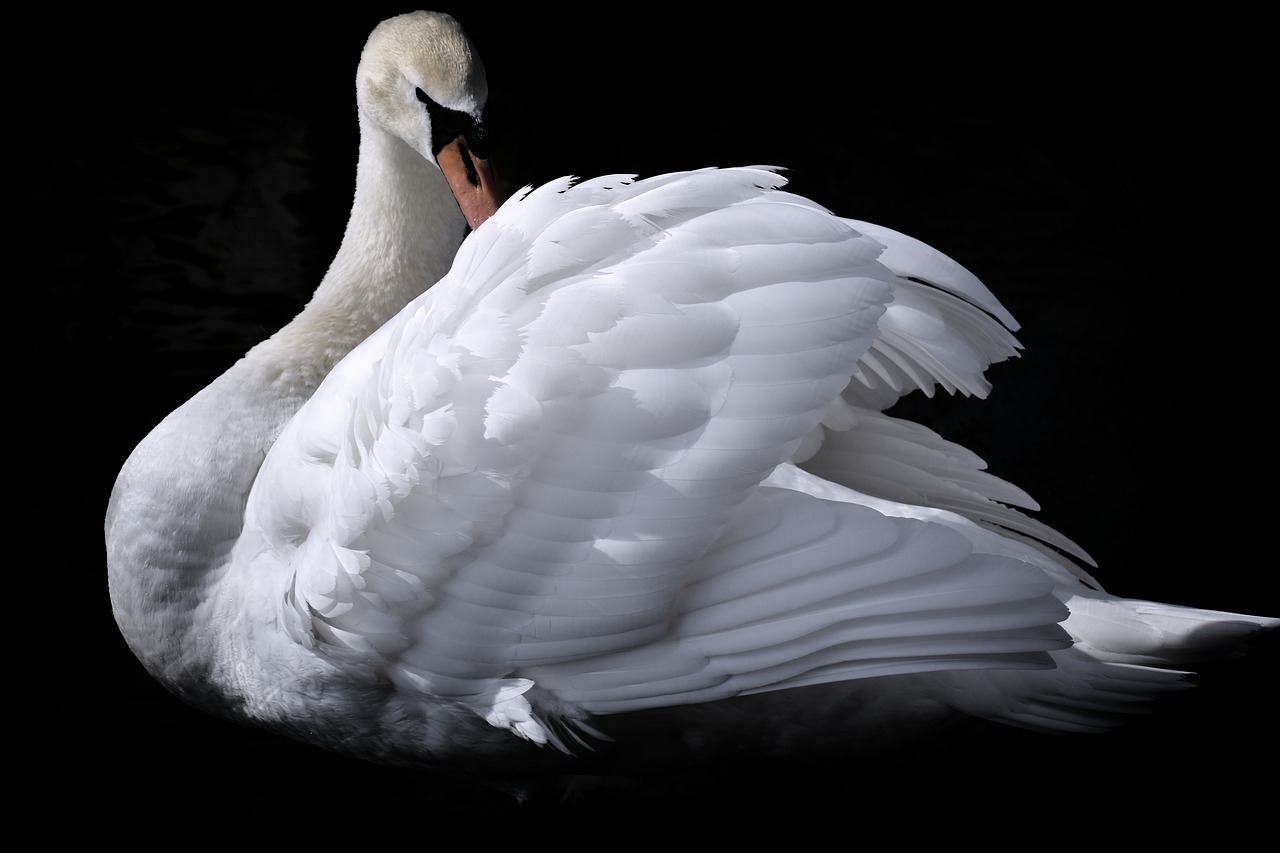 swan  elegant  noble free photo