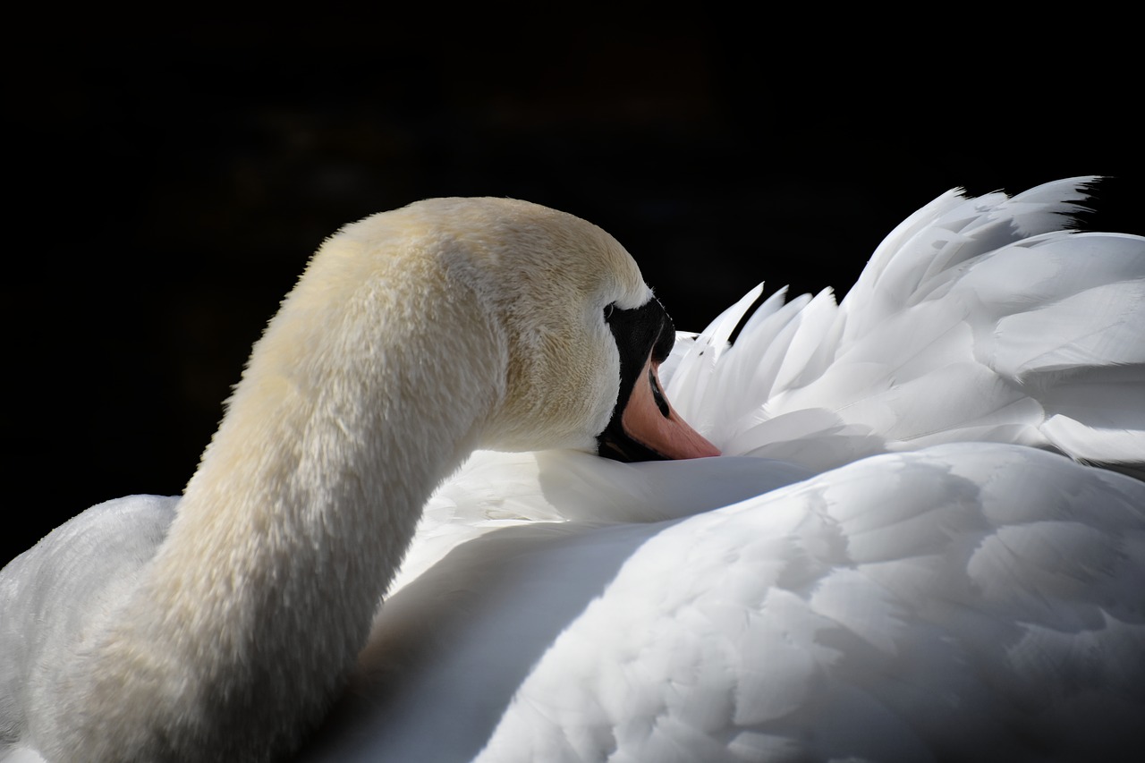 swan  elegant  noble free photo