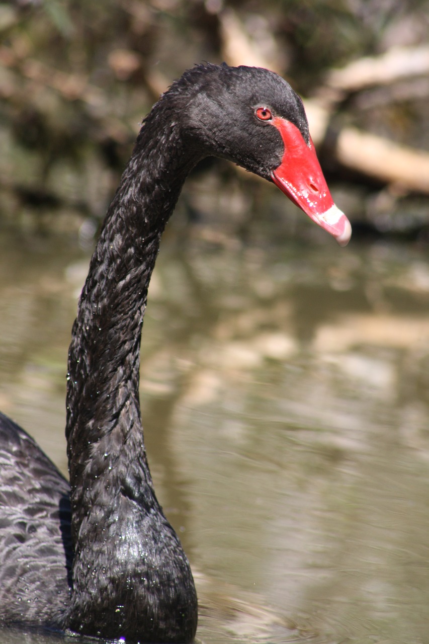 swan  black  head free photo