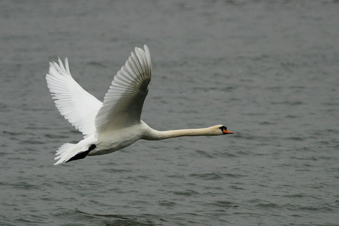 swan  bird  animal free photo