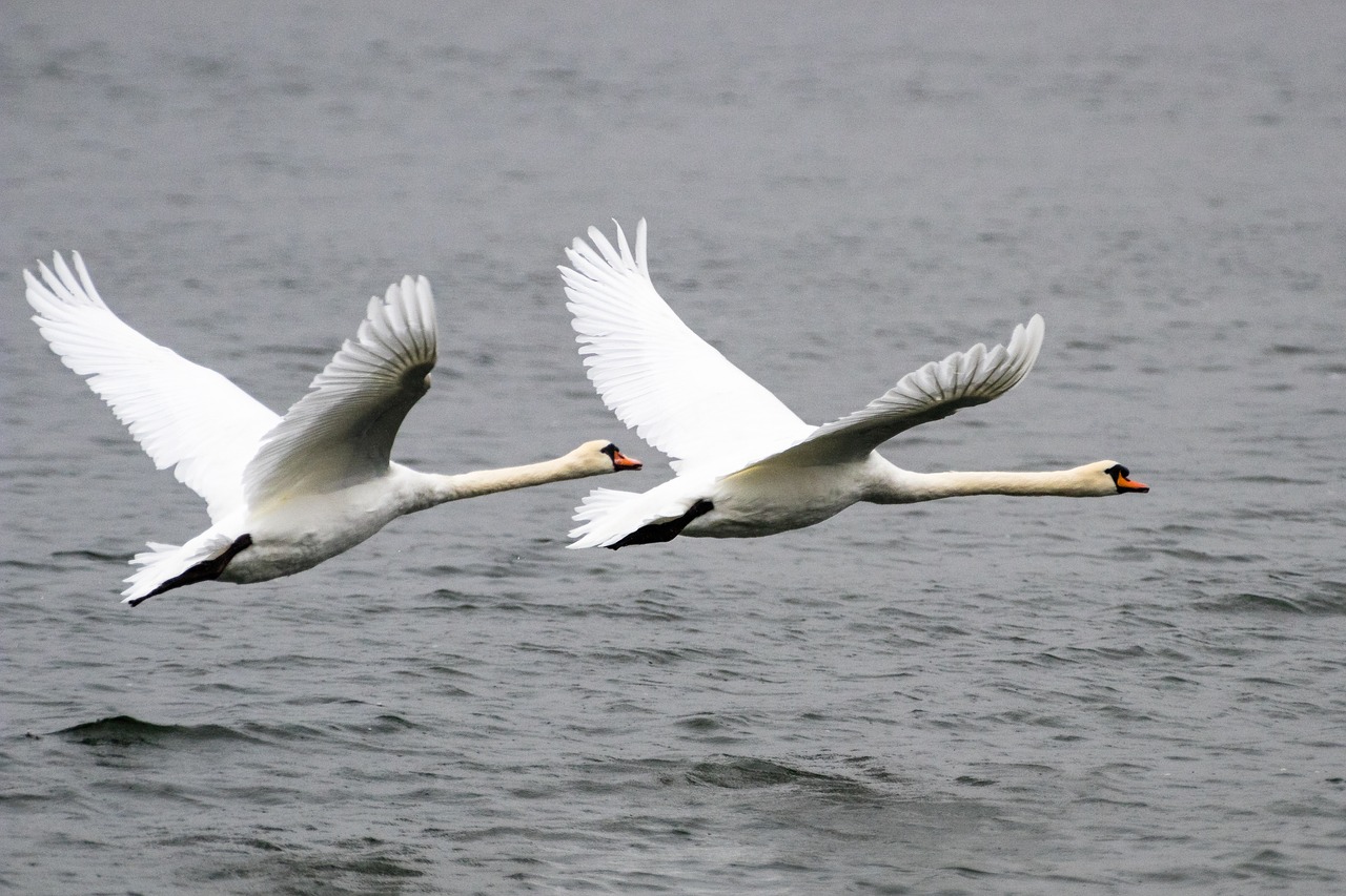 swan  bird  animal free photo