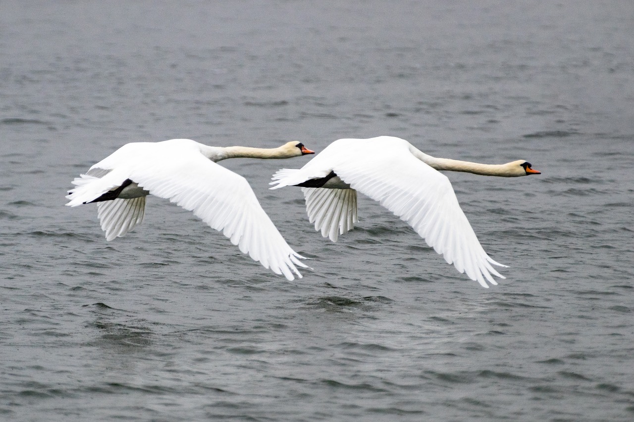 swan  bird  animal free photo