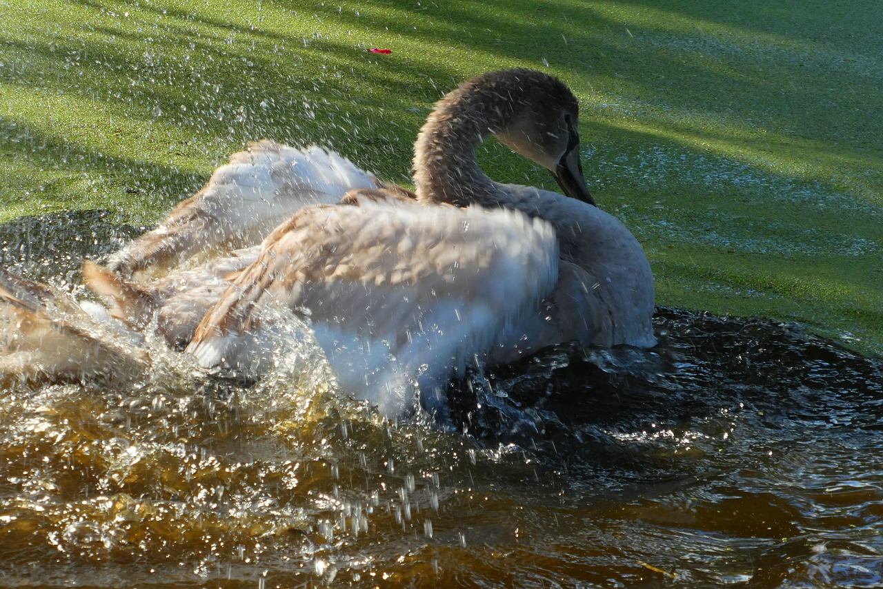 swan  cygnet  wash free photo