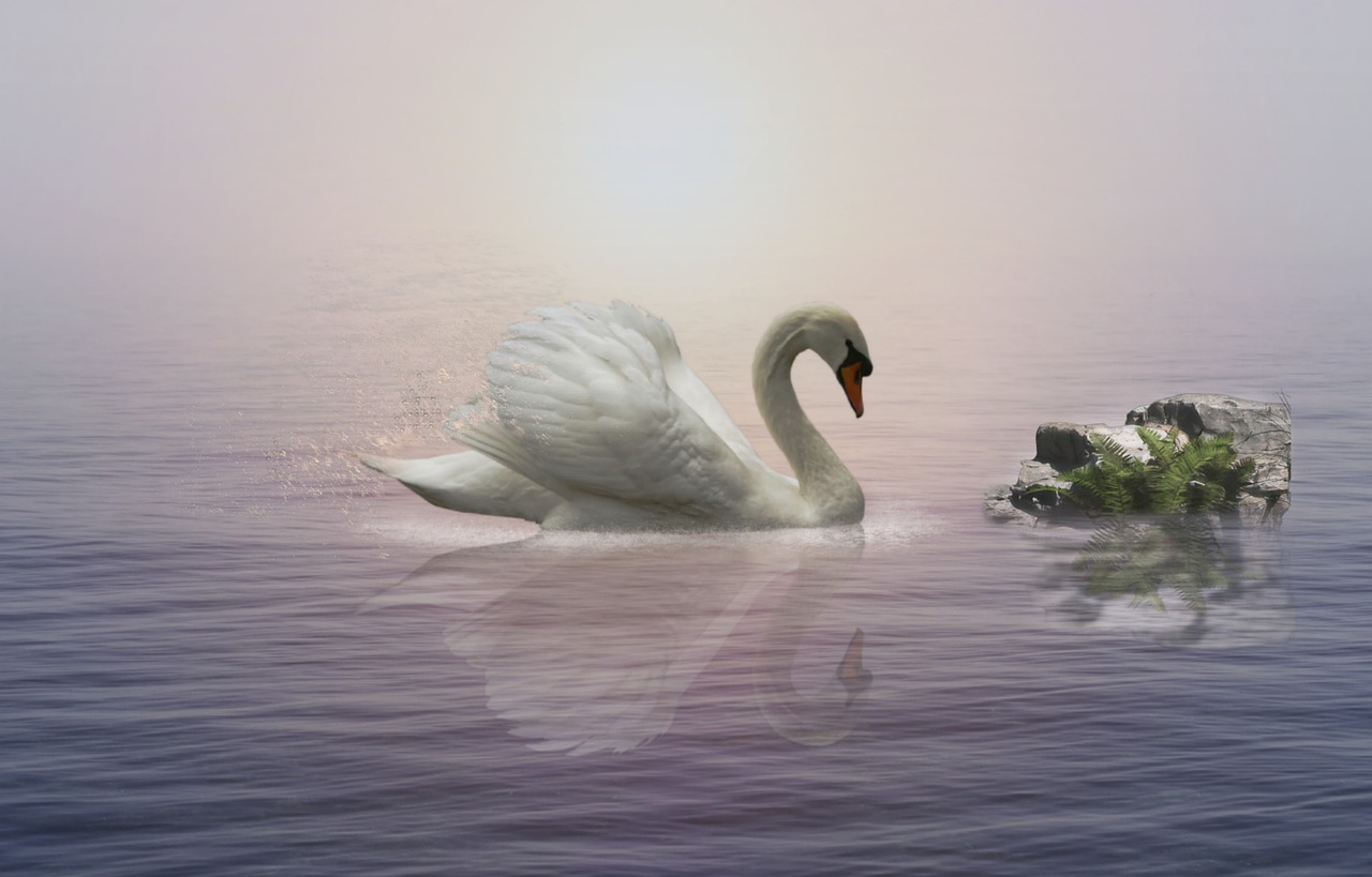 swan  water  river free photo