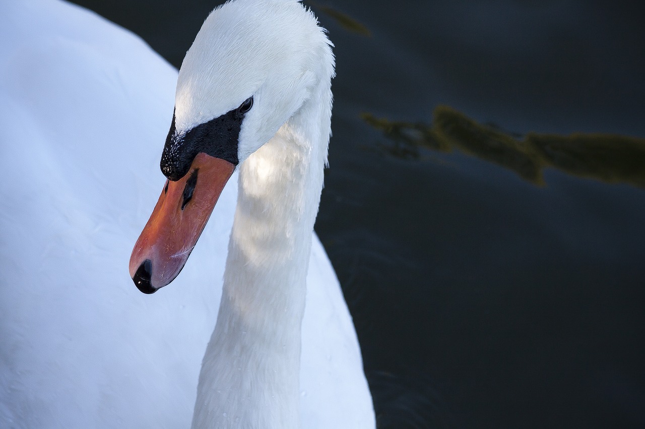 swan  mute swan  bird free photo