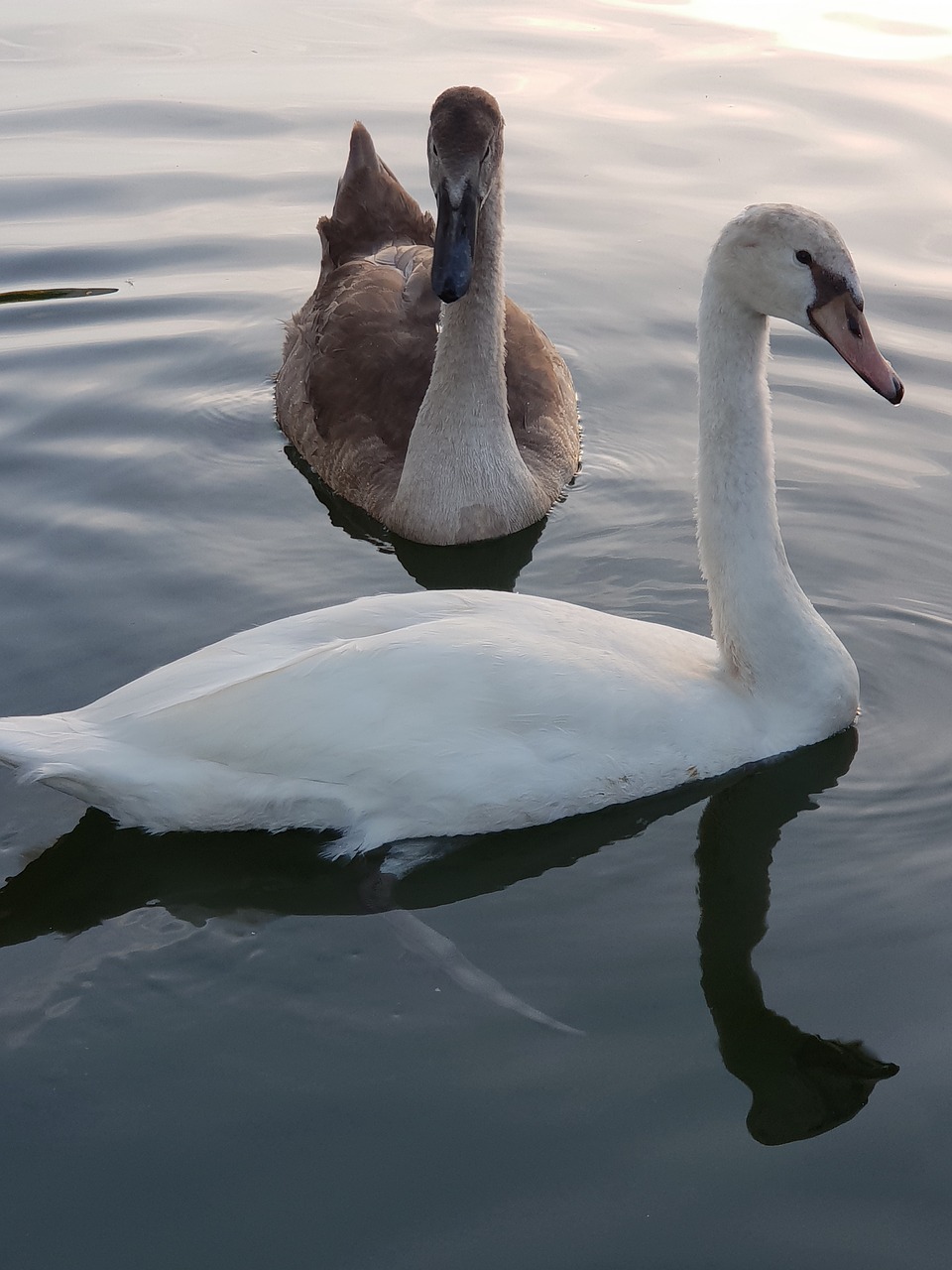 swan  animal children  water free photo